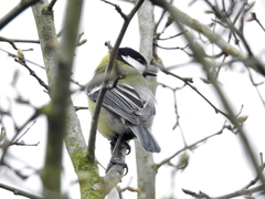 Parus major