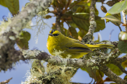 Black-crested Warbler (Myiothlypis nigrocristata), photo 2