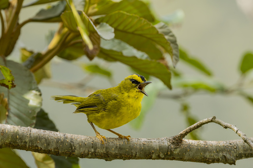 Black-crested Warbler (Myiothlypis nigrocristata), photo 3