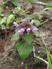Lamium purpureum