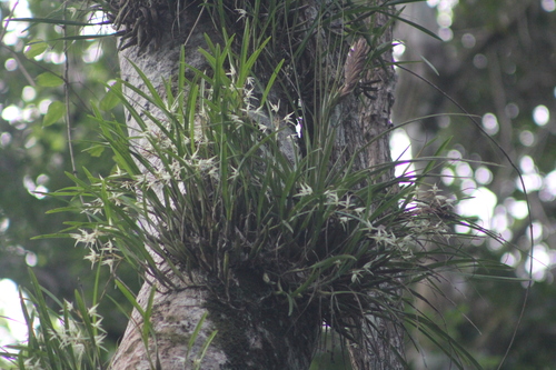 Image of Nidema boothii by (c) Juan Cruzado Cortés, some rights reserved (CC BY-SA)
