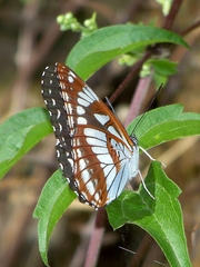 Limenitis homeyeri
