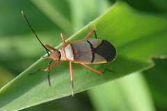 Dysdercus nigrofasciatus