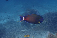 Acanthurus fowleri