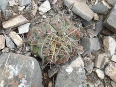 Thelocactus hexaedrophorus hexaedrophorus