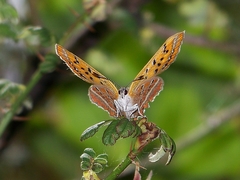 Lycaena li