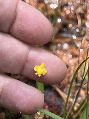 author not stated, no rights reserved Utricularia subulata, photograph author not stated, no rights reserved