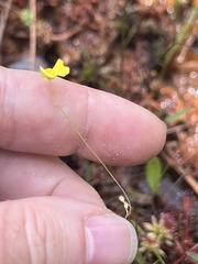 author not stated, no rights reserved Utricularia subulata, photograph author not stated, no rights reserved