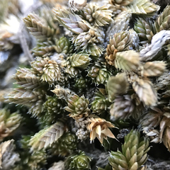 Selaginella asprella