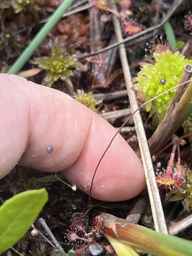Utricularia subulata, photograph 6