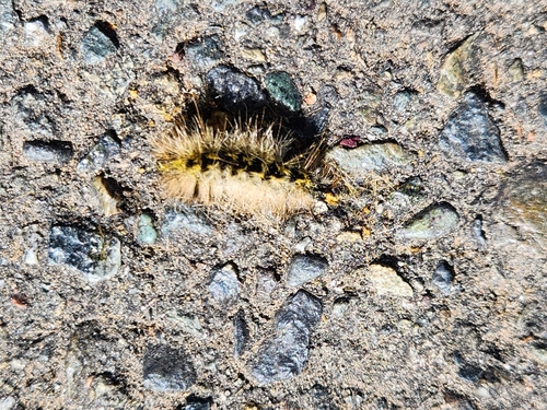 Silver-spotted Tiger Moth