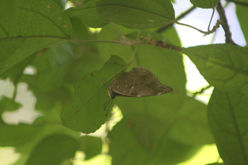Coea acheronta