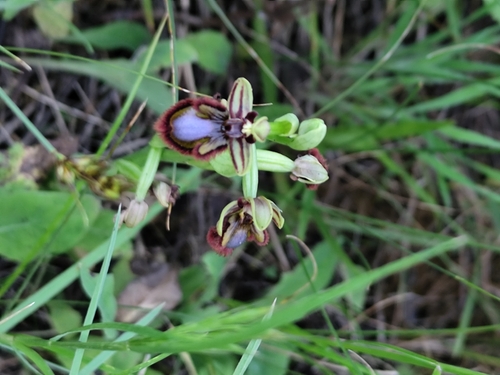 Ophrys speculum, photograph 5