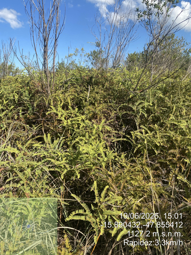 Dicranopteris flexuosa observed 2026-06-19