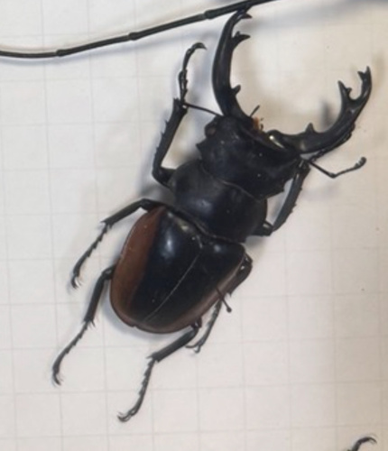 Odontolabis cuvera fallaciosa