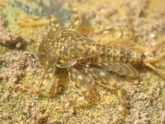 Ecdyonurus