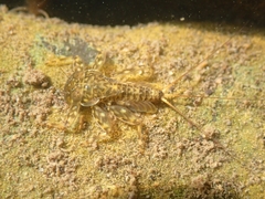 Ecdyonurus