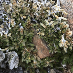 Selaginella asprella