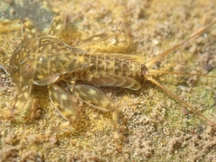 Ecdyonurus