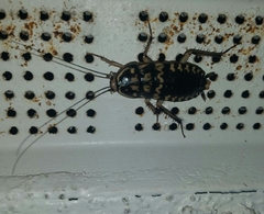 Neostylopyga rhombifolia