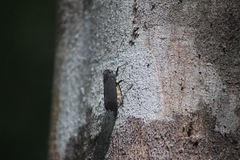 Acraephia perspicillata