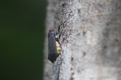 Acraephia perspicillata