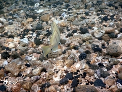 Acanthurus triostegus sandvicensis