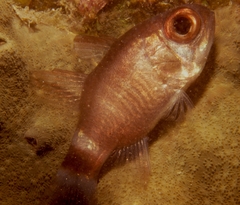 Nectamia bandanensis