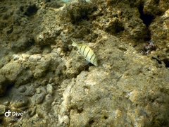 Acanthurus triostegus sandvicensis