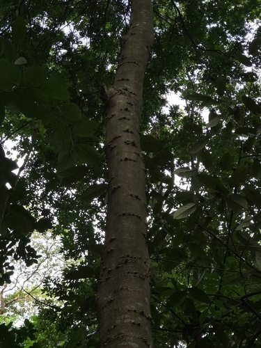 Brazilwood
