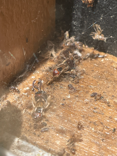 Western Earwig