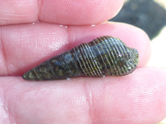 Batillaria attramentaria
