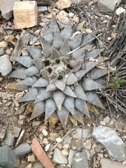 Ariocarpus retusus retusus