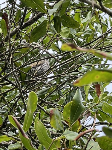 Little Bronze Cuckoo (Chalcites minutillus), photo 6