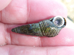 Batillaria attramentaria