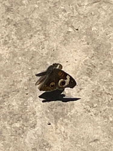 Gray Buckeye