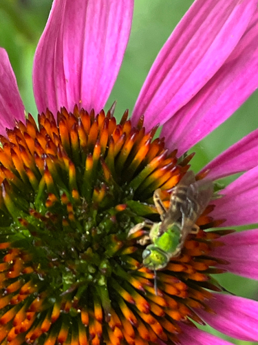 Bicolored Striped Sweat Bee