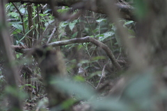 Uropsila leucogastra