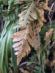 Polypodium scouleri