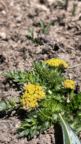 Oreoxis alpina observed 2026-06-19