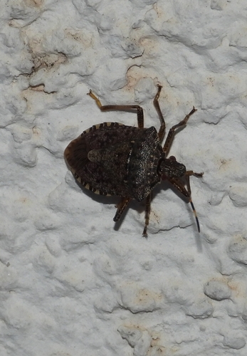 Brown Marmorated Stink Bug