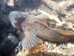 Cottus perifretum