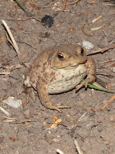 European Toad