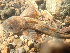Cottus perifretum