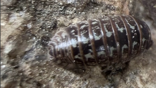 Painted Pill Woodlouse