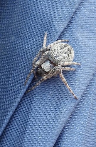 Larinioides ixobolus