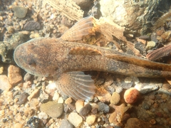 Cottus perifretum