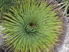 Agave striata