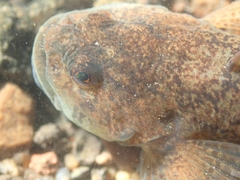 Cottus perifretum