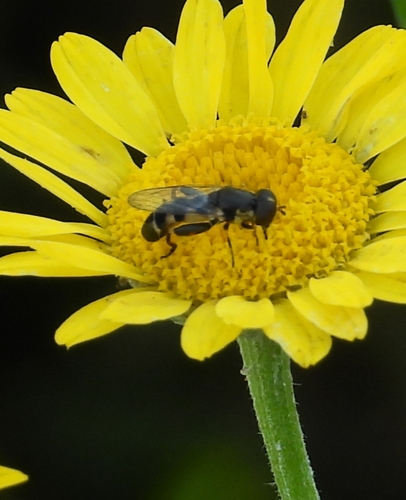 Thick-legged Hover Fly